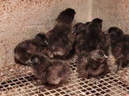 Silki jedwabiste ayam cemani kury i kogutyy