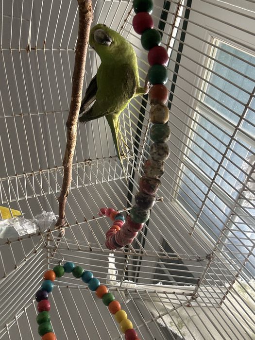 Filhote ringneck