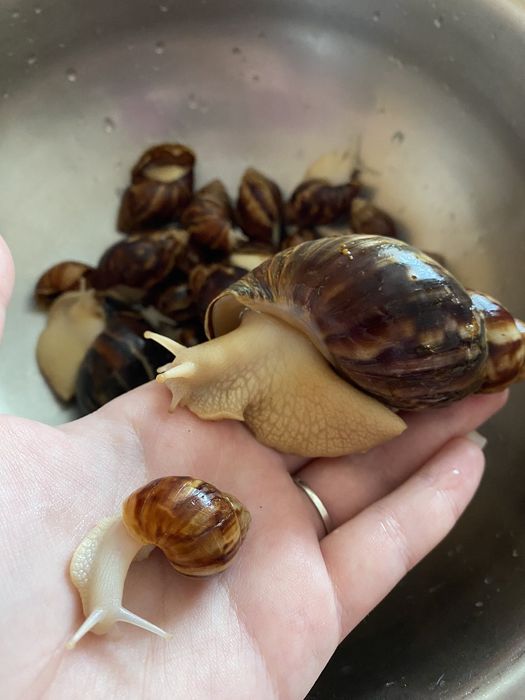 Улитка  АХАТИН альбиносы