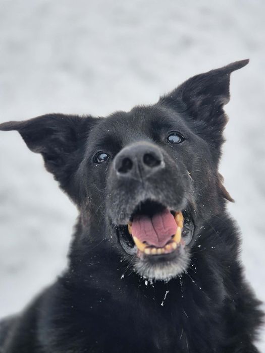 Melo szuka swojego człowieka