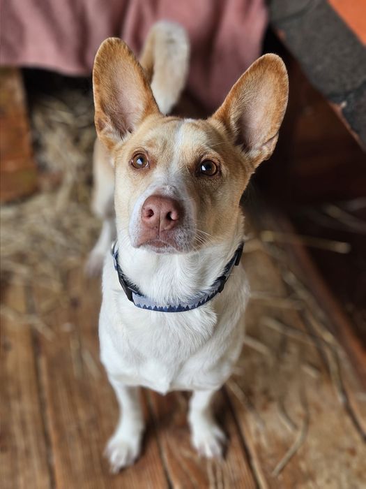 Ufo - piękny biało rudy uszatek. Adopcja