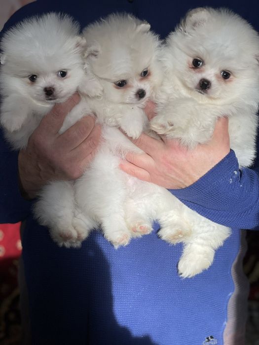 Продам цуценят породи шпіц