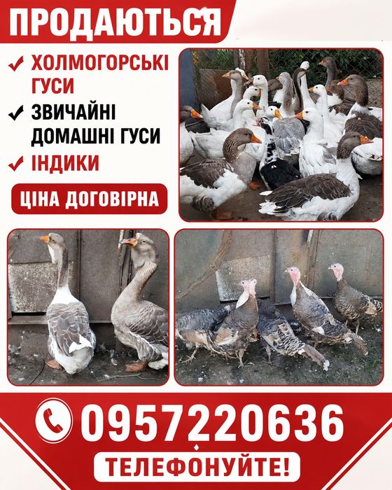 Продаються гуси прості домашні і холмогори, а також індички