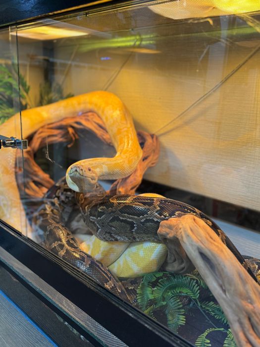 Тераріум з улюбленцем