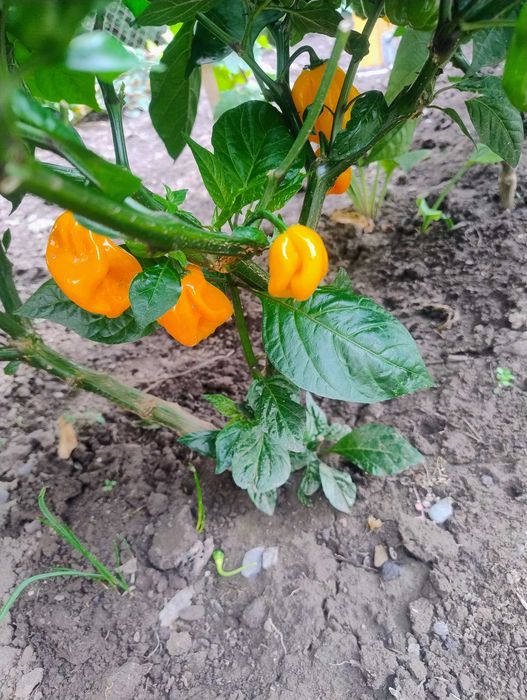 Papryczki habanero Orange