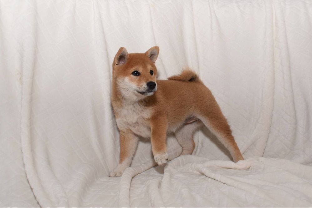 Czerwona suczka Shiba Inu FCI ZKwP gotowa do odbioru