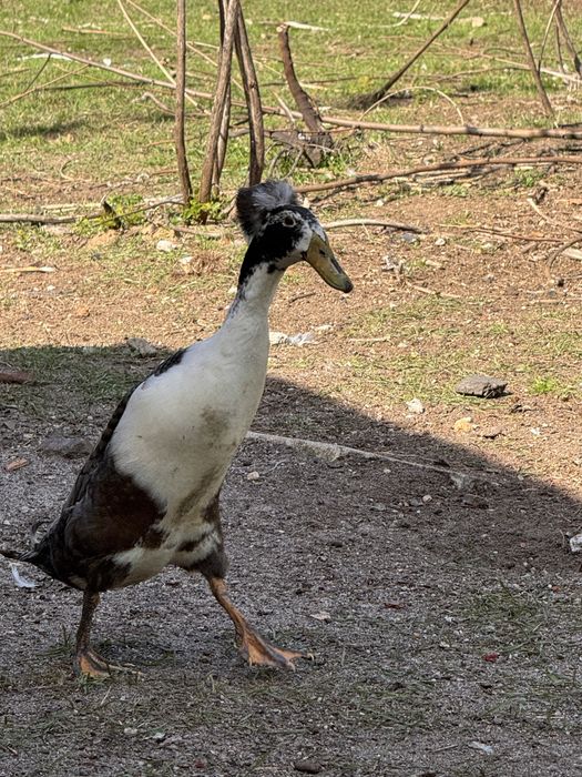 Kaczki bieguski tegoroczne