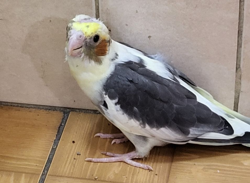 Продам,самовывоз