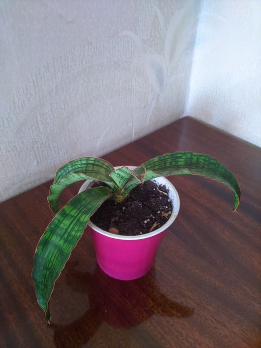 Сансевьерия Клеопатра