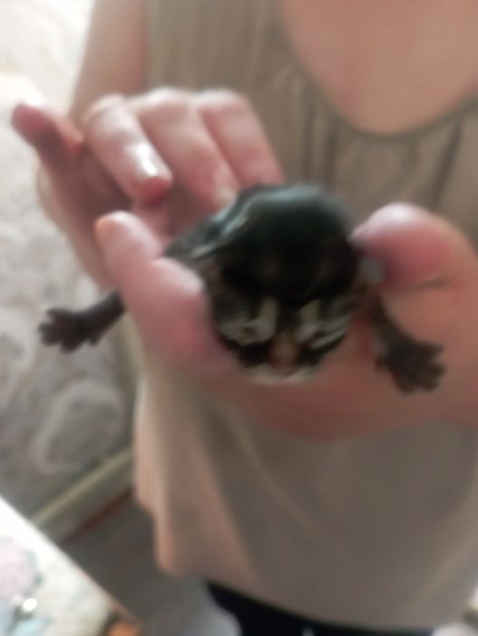 Котята, вислоухие