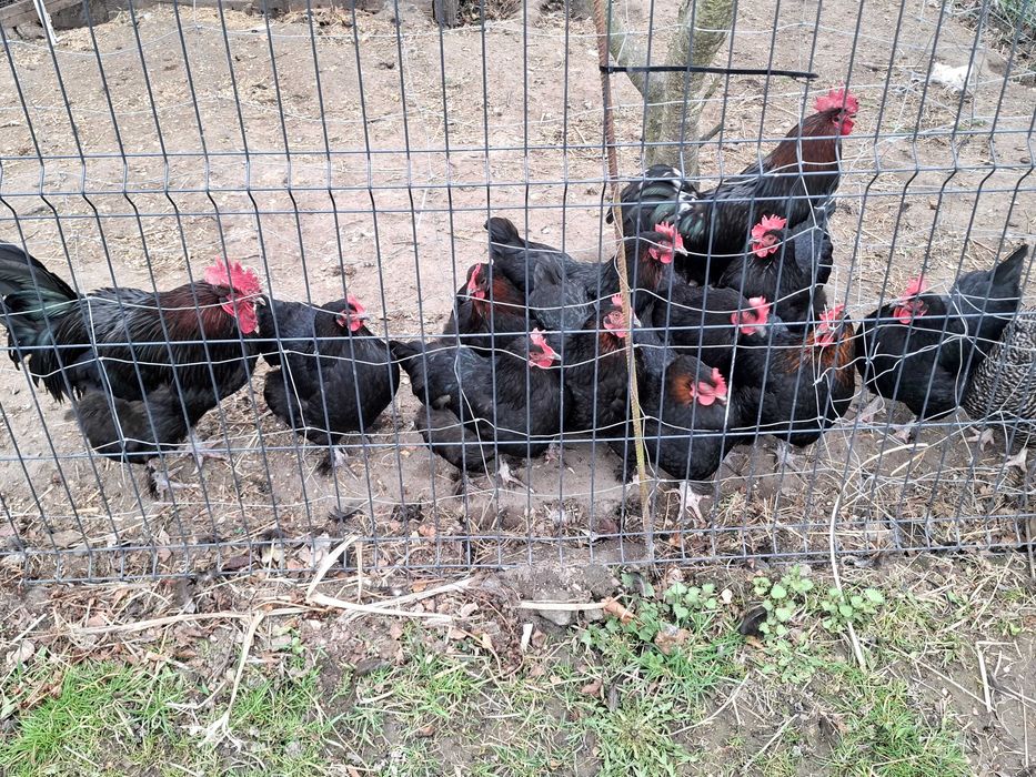 kury Marans green shell