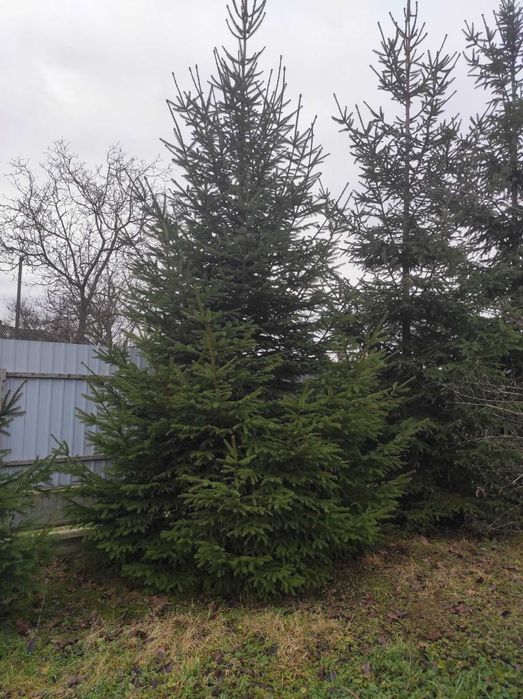 Продам ялинки...