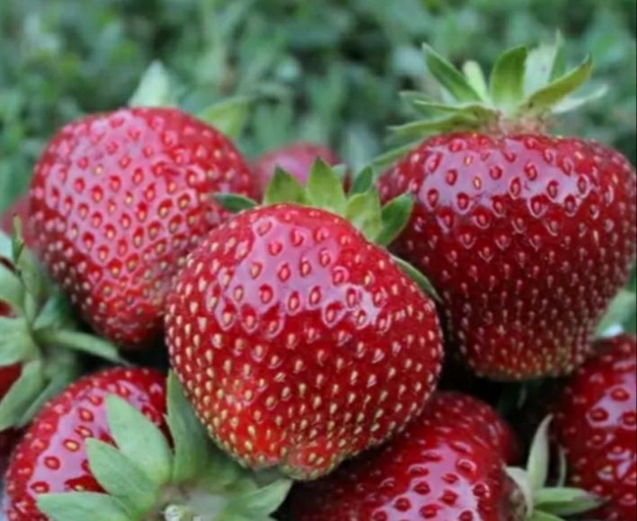 Клубніка  полуниця сорт сирія