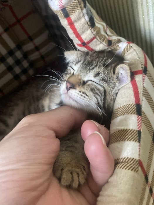 Шотланский веслоухий котик 2 месяца