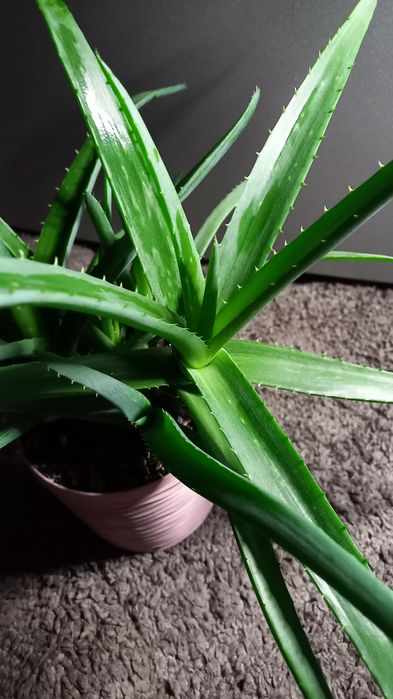 Алое вера Вазони