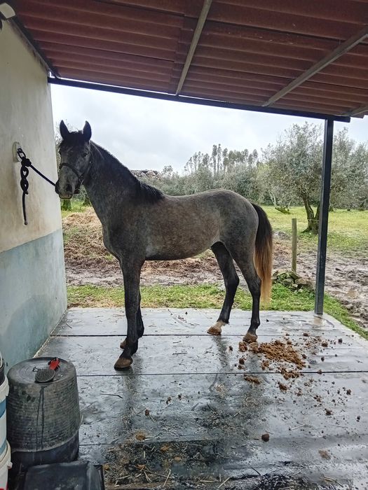 Poldro cruzado lusitano