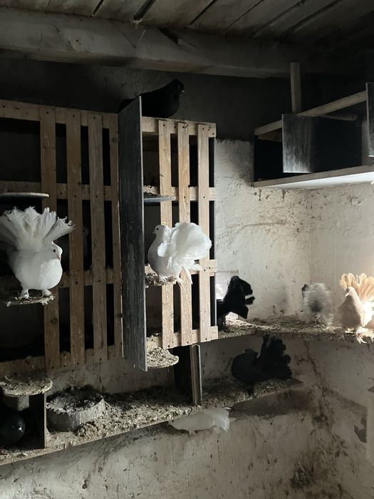 Pawiki indyjskie różne kolory likwidacja chodowli