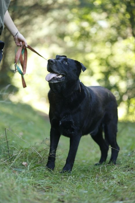Tokaj - 5-letnia przylepa czeka na swój dom