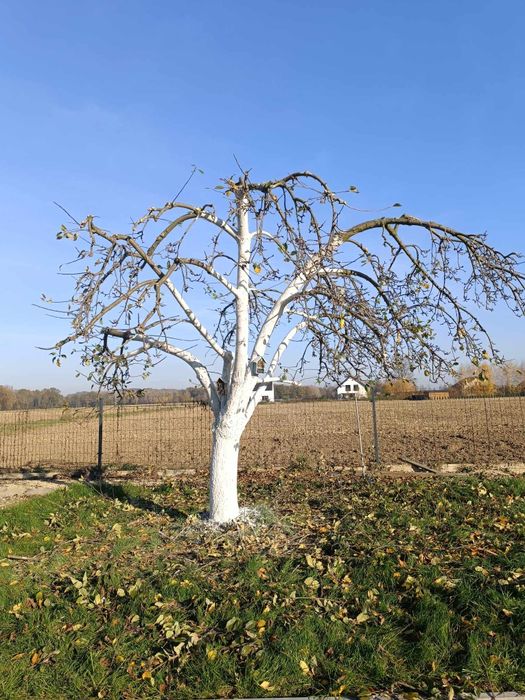 Orzechy Włoskie ZIELONE i Różne Owoce