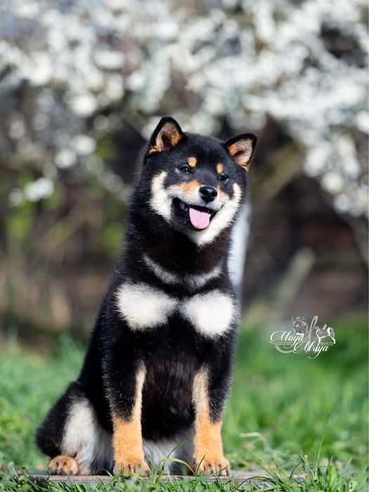 Шиба іну/ шиба ину/ сіба/ сиба ину/Shiba inu