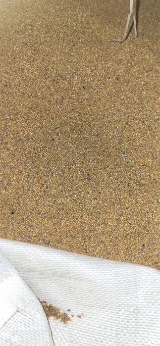 Продам Коріандр Гірчиця