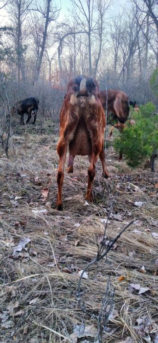 Продам козенят коморі нубійської породи