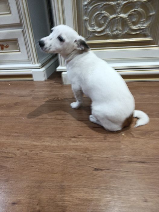 Помесь Джек рассела