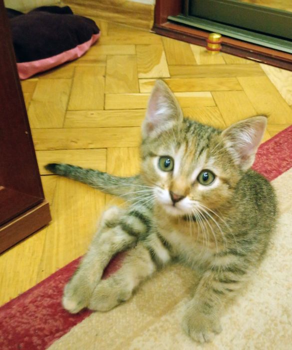 Дарую Кошенятко  добрим  Людям