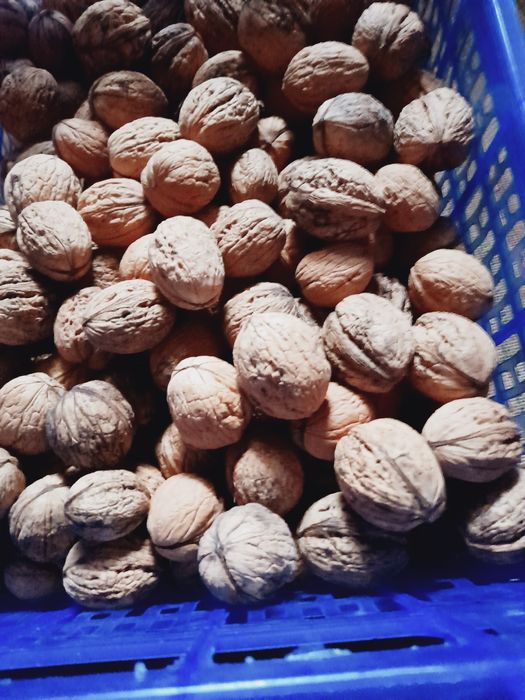 Orzechy włoskie tegoroczne