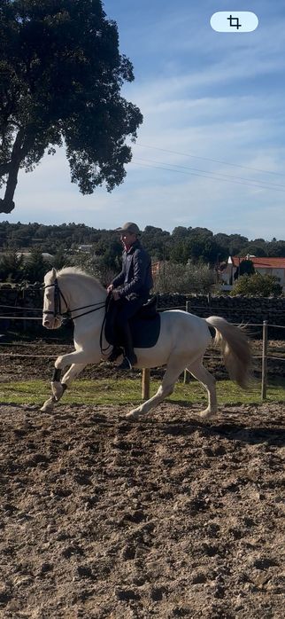 Cavalo Isabel montado e engatado