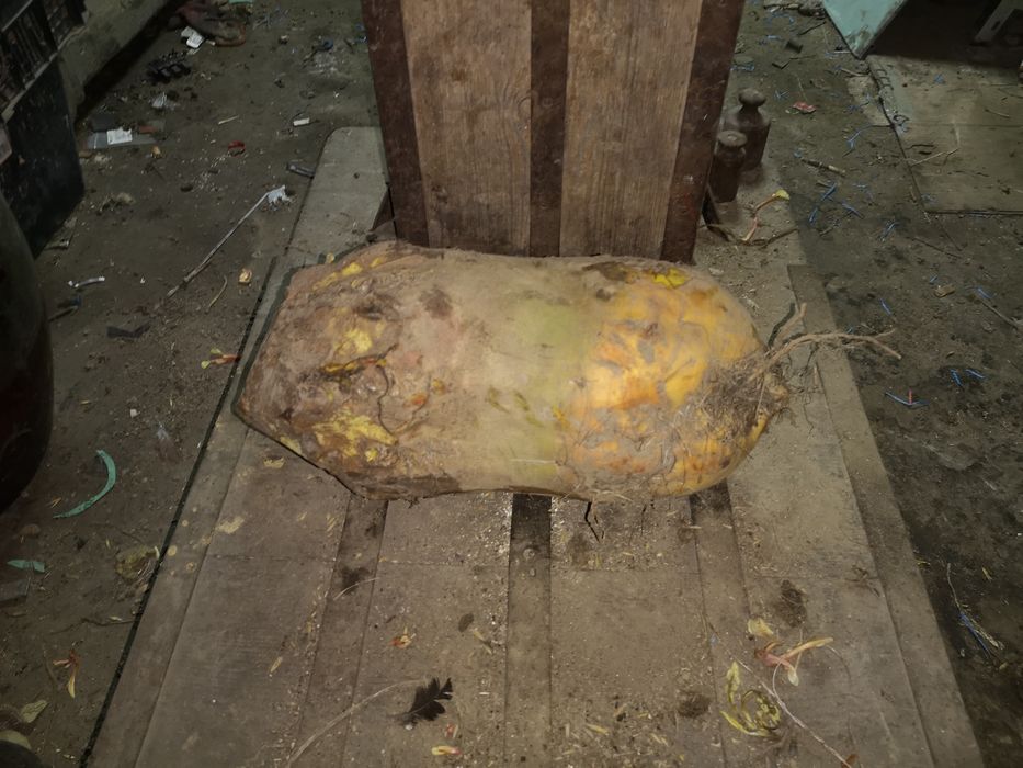 Buraki pastewne żółte