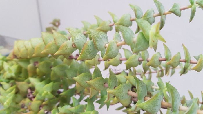 Suculentas - CRASSULA ovata / CRASSULA perforata e KALANCHOE tomentosa