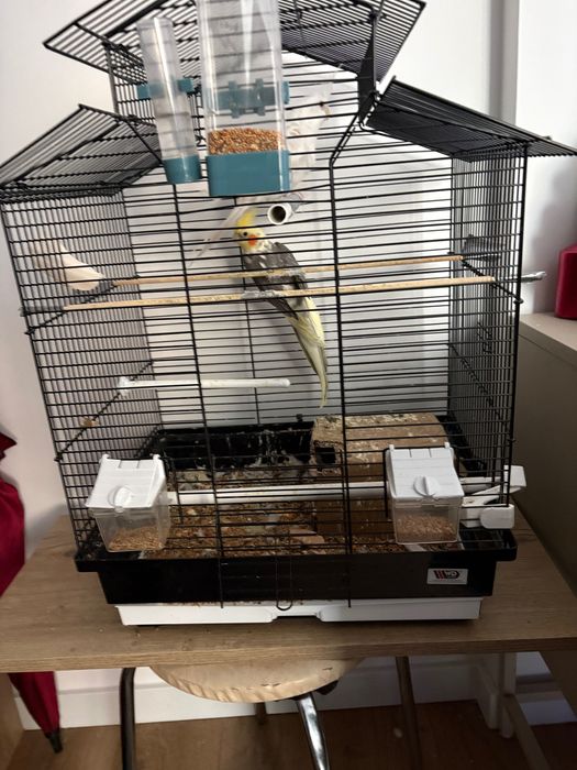 Papuga nimfa samiec i samica