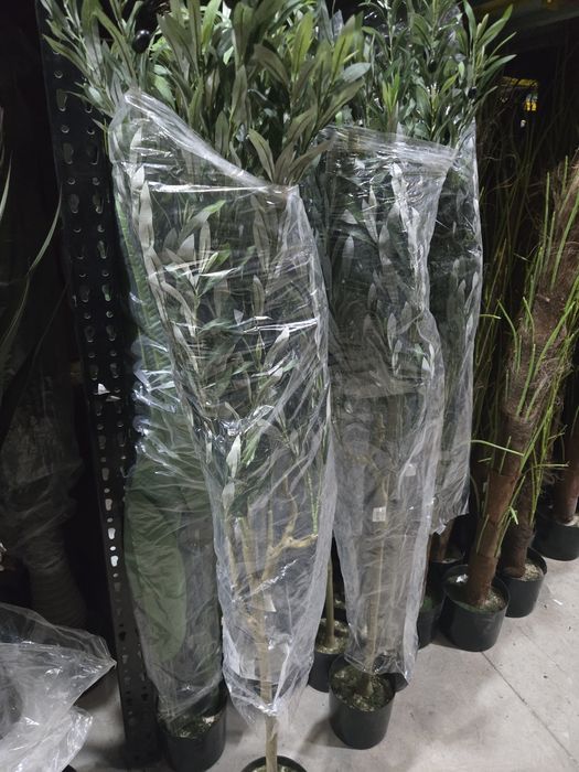Oliveiras lindissimas 170 cm para decorações