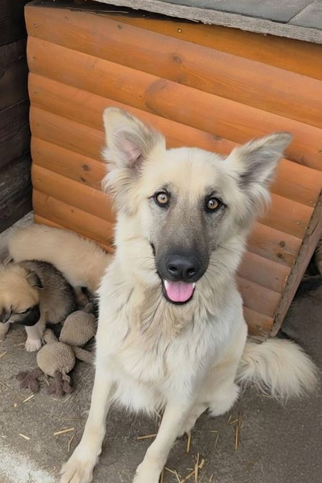 Piękna ,niespotykana ,szuka domu.