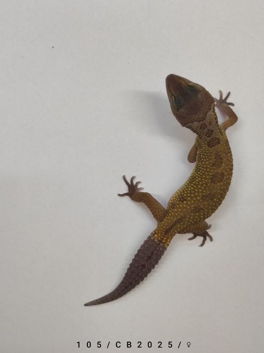 Samiczki Gekon Lamparci