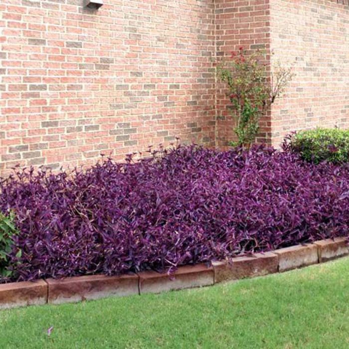 Planta Decorativa Flores Tradescantia Pallida Purpurea Trapoeraba Roxa