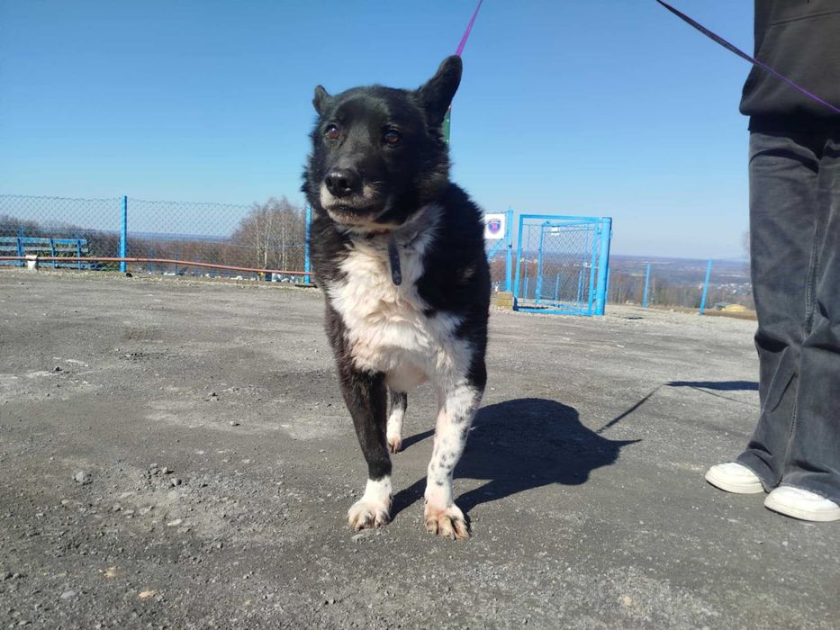 Potik - pies do adopcji