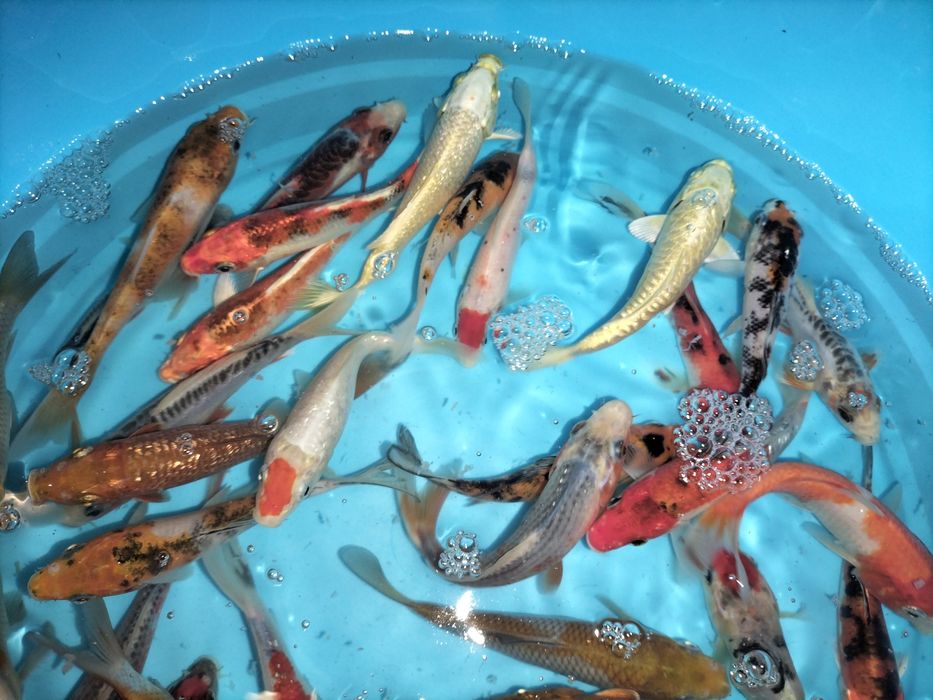Carpas Koi  + 15 cm