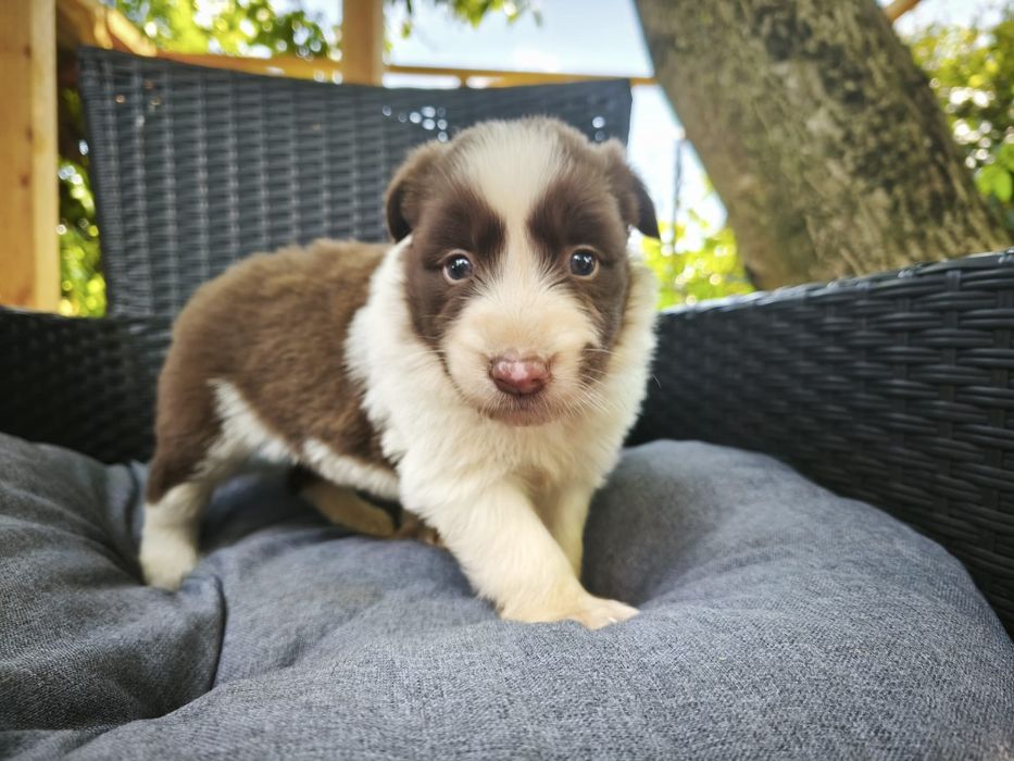 Border Collie Czekoladowa Suczka