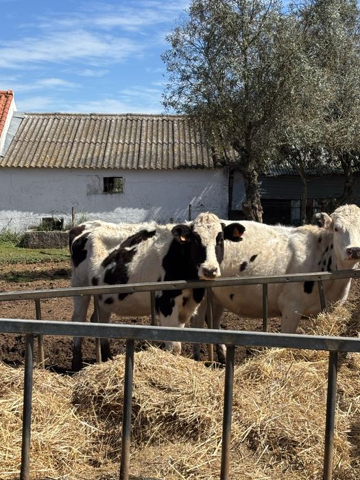 Venda 11 novilhas e um touro