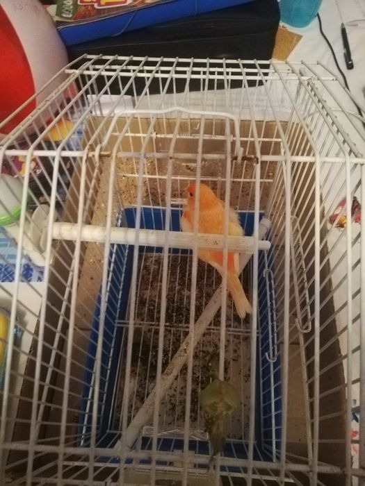 Canários machos novos