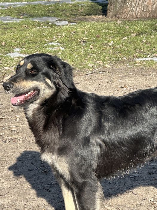 Шукає господяря