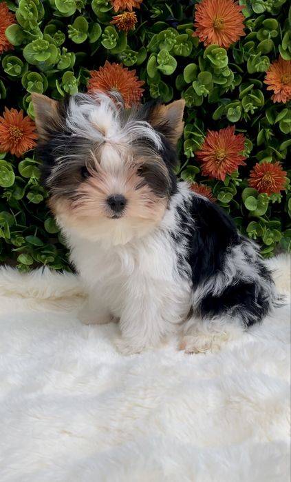 Бівер, Бівер йорк