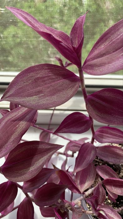 Традесканция комнатная