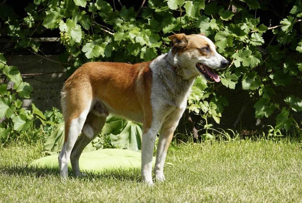 CRUX - duży biało-rudy psiak