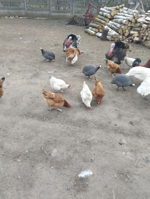Sprzedam jajka lęgowe indyków,perliczek i kur