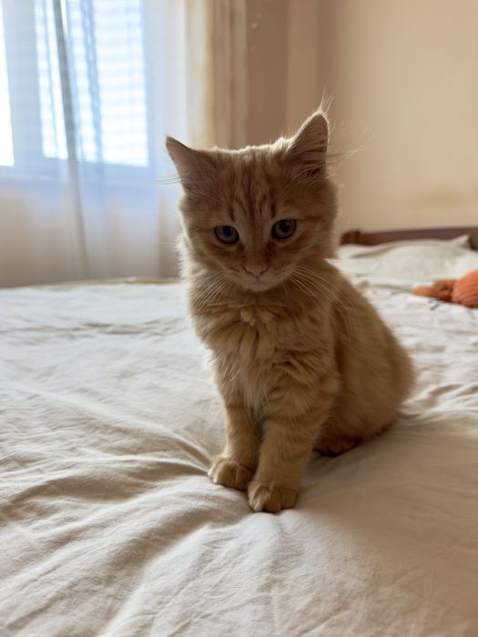 Кошеня котик кіт