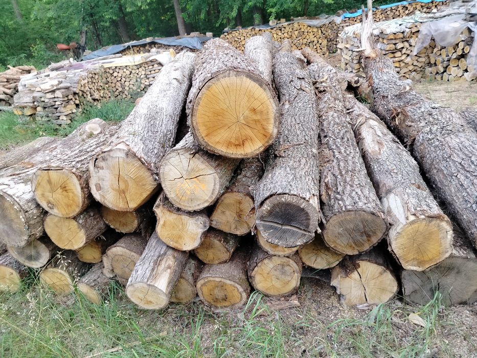 Suche Drewno opałowe kominkowe i galeziówka liściaste i iglaste