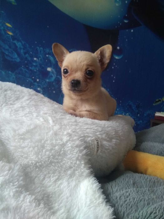 Продам щенка,щенка